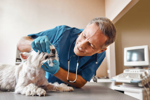 Best Emergency Dentist for Special Needs Patients in Bridgeville, PA